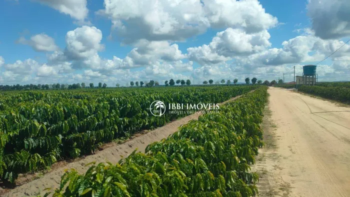 FAZENDA NO SUL DA BAHIA PRODUZ CAFÉ CONILON