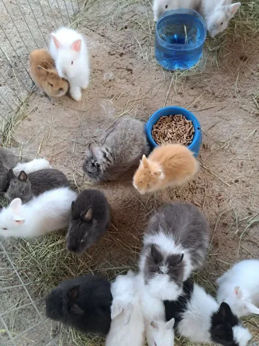 seu novo Pet esta aqui! mini coelhos 