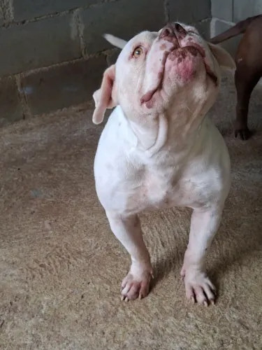 American Bully 