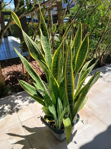 Espada sta.barbara