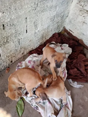 Doação de filhotes de cães e gatos
