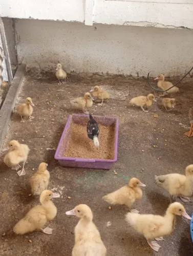 Patos novos!