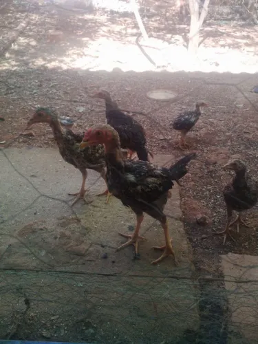 Franguinhos