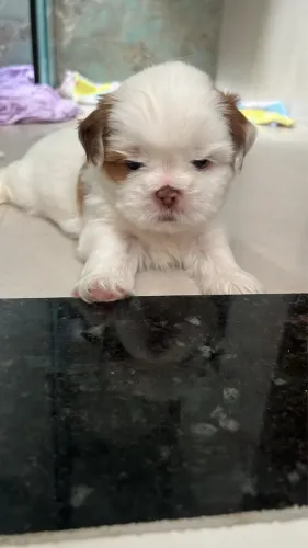 Filhotes de Shihtzu