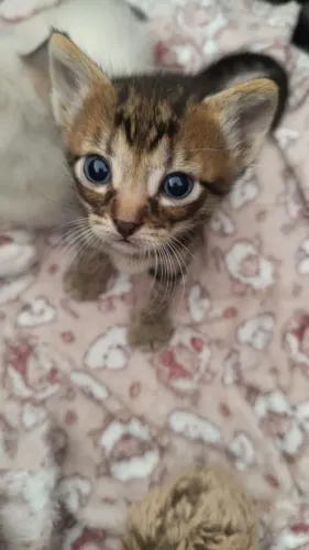 Filhotinhos de gatos