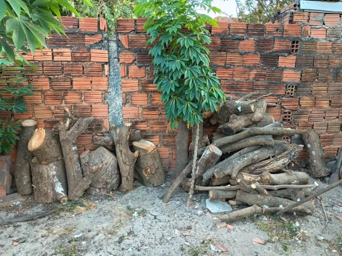 Lenhas de árvore 