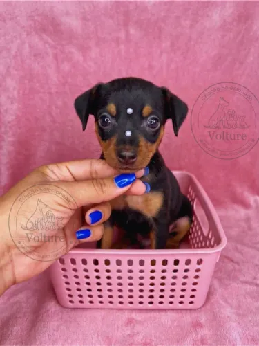 Pinscher zero minis lindos e vacinados