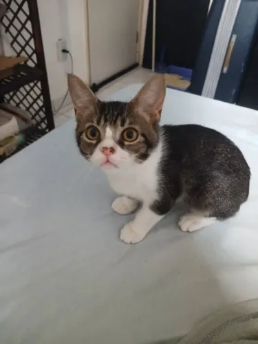 Gato para adoção