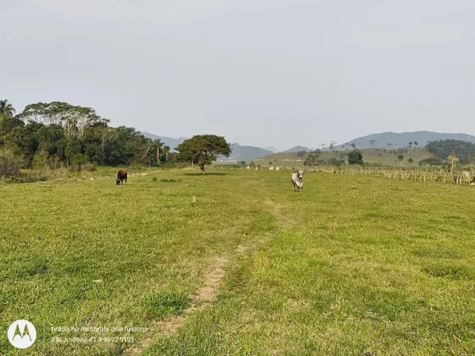 Sítio com 40.000 m² de Pastagem Todo Plano
