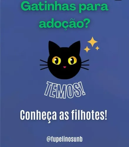 Gatinhas fêmeas para adoção responsável