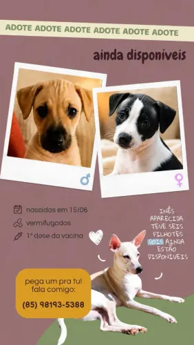 Filhotes para adoção