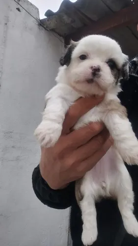 Filhote de cachorro lhasa apso