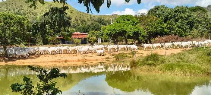 Vendo linda fazenda em Minaçu-Go com 66,5 Alq, sobrando capim, falar com proprietário