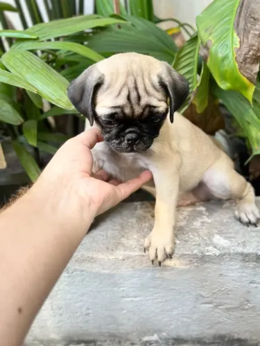 Filhotes de pug