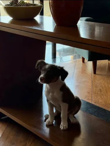 Inteligência, energia e lealdade em um só cão: conheça o incrível Border Collie!