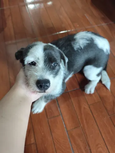 Vende-se cachorra fêmea pit com shitzu 