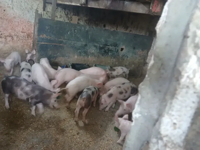 Animais