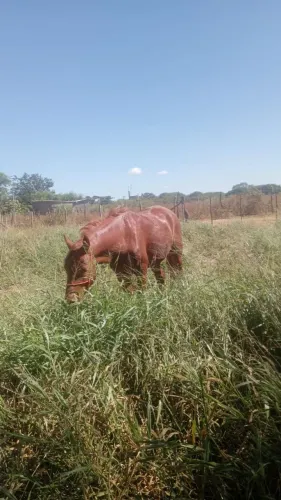 Vende-se um cavalo