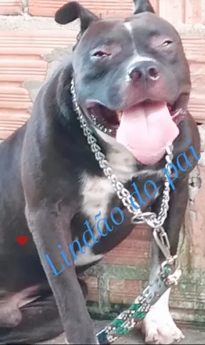 Preciso de uma namorada!