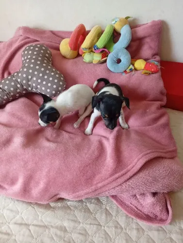 Pincher fêmea 