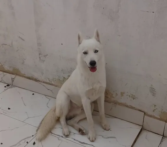 Vende-se um cachorro de 8 meses e já vacinado. Um Husky Siberiano