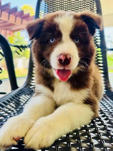 Border Collie