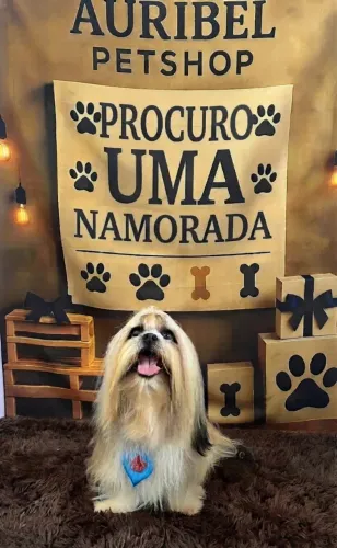 Shitzu procura namorada