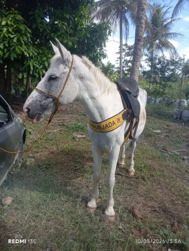 Animal bom e  manço 