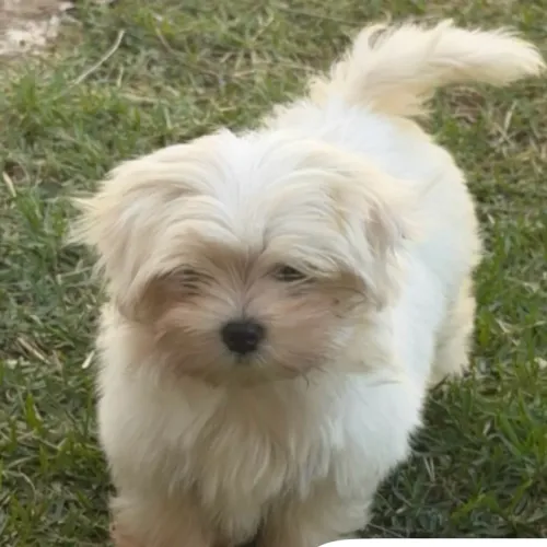 Maltês