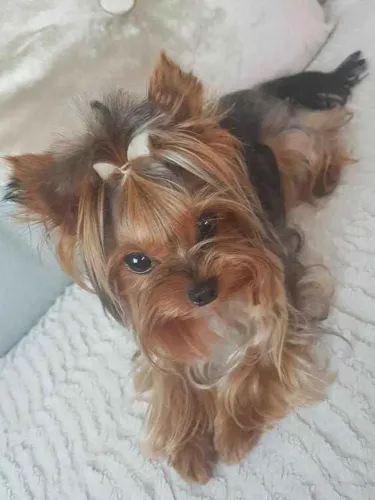 Filhote Yorkshire Terrier, Nada se compara ao amor verdadeiro de um cão!