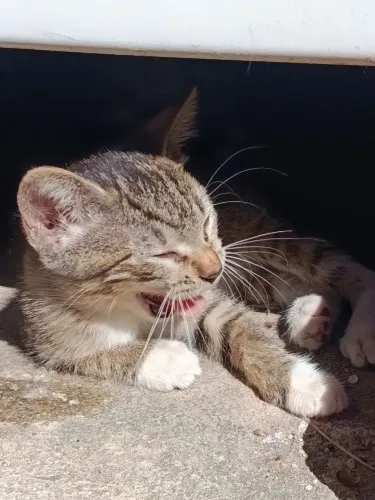 Adota-se Gatinhas