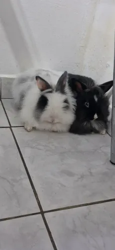 CASAL DE COELHOS COM ACESSÓRIOS INCLUSOS