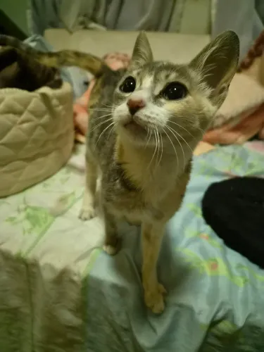Gata fêmea adoção