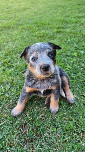 Filhotes de heeler
