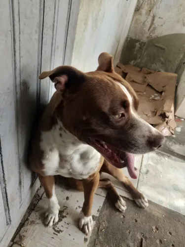 Vendo Pitbull Macho ,