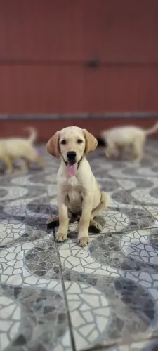 Belíssimos filhotes de labrador retriever 