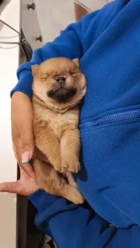 Filhote de Chow Chow puro.