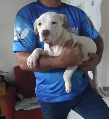 Filhotes de Dogo argentino a venda