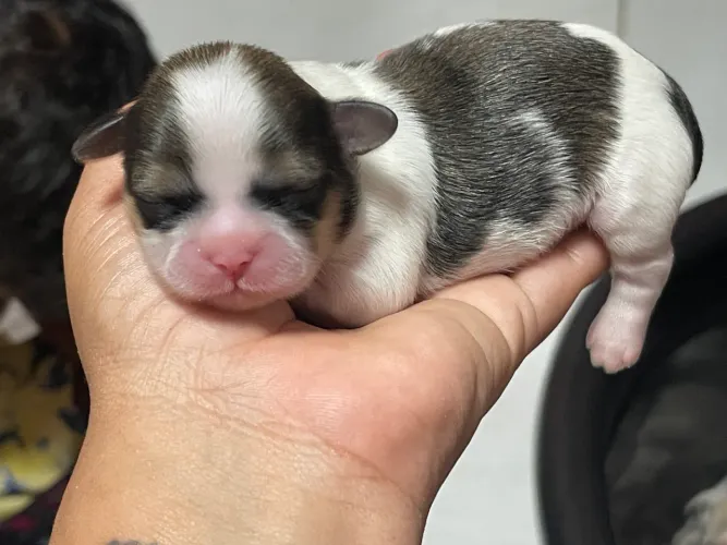 Cachorro shih tzu