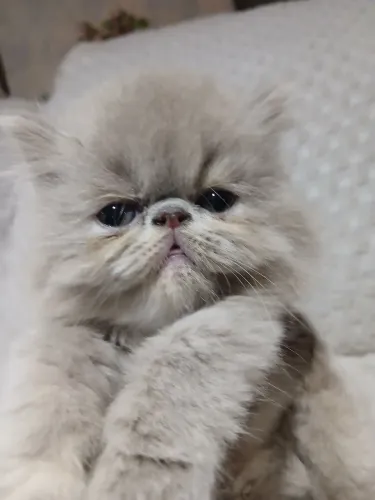 Gato persa filhote FÊMEA 