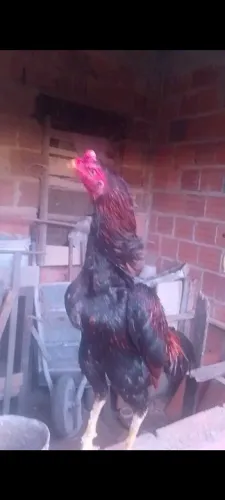 Frangos de raça 