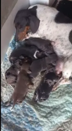 Dachshund fêmea e macho para reserva