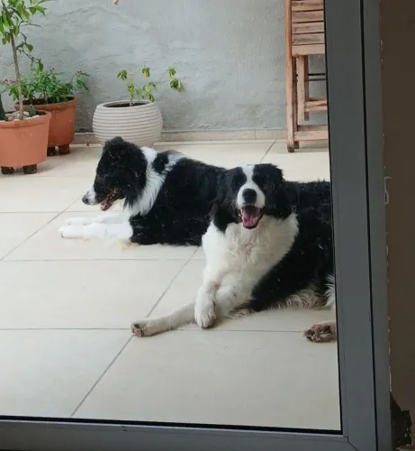 Filhotes de Border Collie