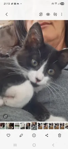 Doação de gato