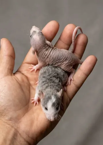 Rato Twister DUMBO REX E HAIRLESS (mercol)