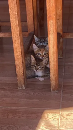 Doação de gatinhos 