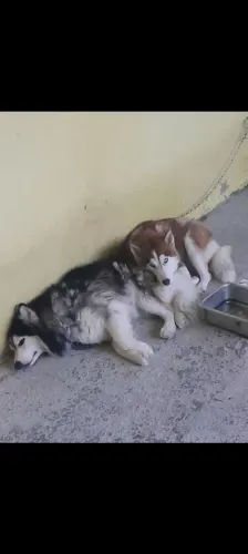 Casal husky