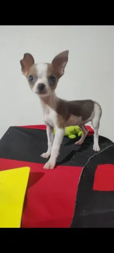 Vendo linda pinscher