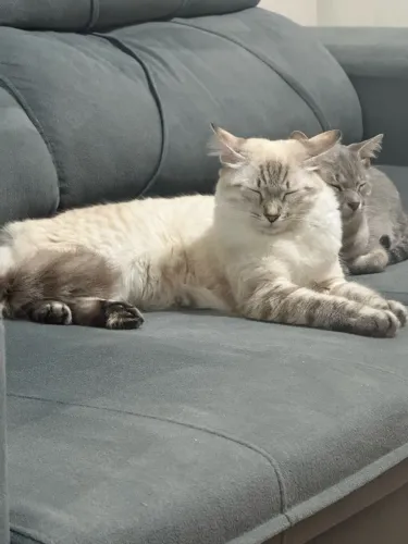 Doação de gato