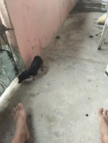 Menor 0 que já existe pesa apenas 1,3 kg valor 1000